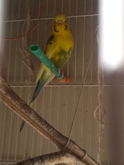 Melopsittacus