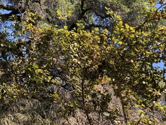 Fremontodendron californicum