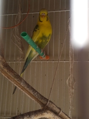 Melopsittacus