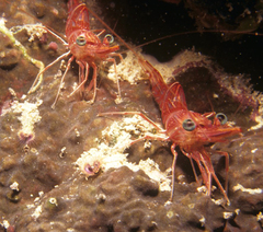 Rhynchocinetes durbanensis