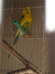 Melopsittacus