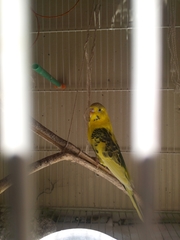 Melopsittacus