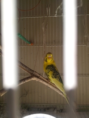 Melopsittacus