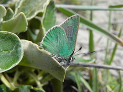 Callophrys viridis