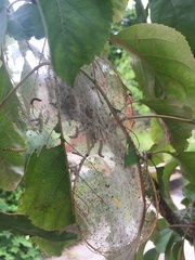 Yponomeuta malinellus