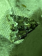 Oligia strigilis
