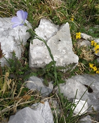 Linum alpinum