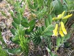 Astragalus umbellatus