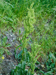 Rumex patientia