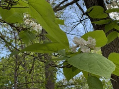 Catalpa speciosa