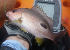 Lutjanus russellii