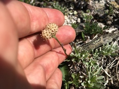 Antennaria friesiana