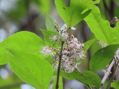 Ageratina cremasta