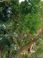 Roseodendron donnell-smithii