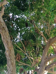 Roseodendron donnell-smithii