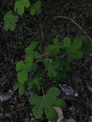 Cnidoscolus multilobus