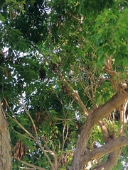 Roseodendron donnell-smithii