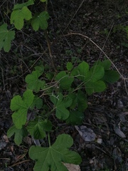 Cnidoscolus multilobus