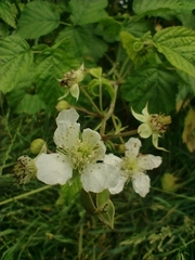 Rubus caesius