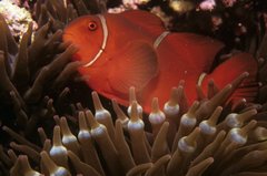 Amphiprion biaculeatus