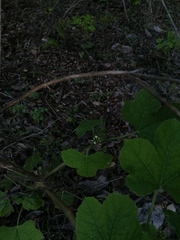 Cnidoscolus multilobus