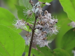 Ageratina cremasta