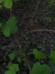 Cnidoscolus multilobus