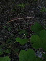 Cnidoscolus multilobus