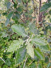Scandosorbus