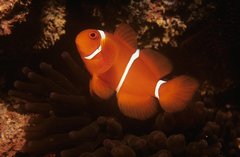 Amphiprion biaculeatus