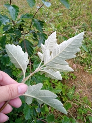 Scandosorbus