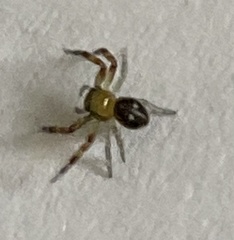 Synema marlothi