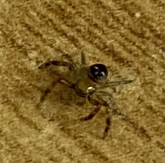 Synema marlothi