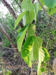 Vochysiaceae
