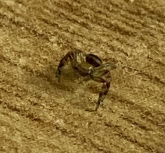 Synema marlothi