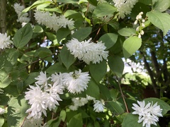 Deutzia scabra