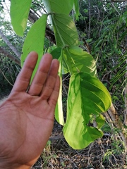 Vochysiaceae