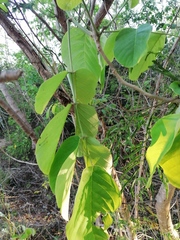 Vochysiaceae