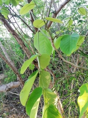 Vochysiaceae