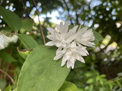 Deutzia scabra
