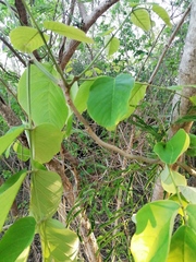 Vochysiaceae