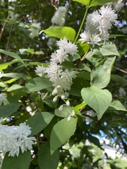 Deutzia scabra