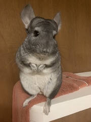 Chinchilla lanigera