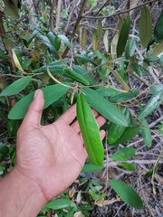 Helicteres