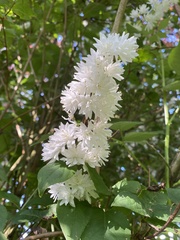 Deutzia scabra