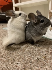 Chinchilla lanigera