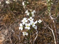 Cardamine digitata