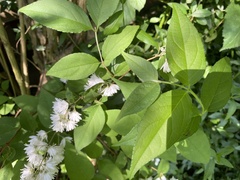 Deutzia scabra