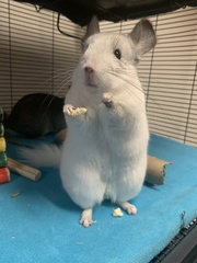 Chinchilla lanigera