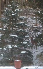 Odocoileus virginianus